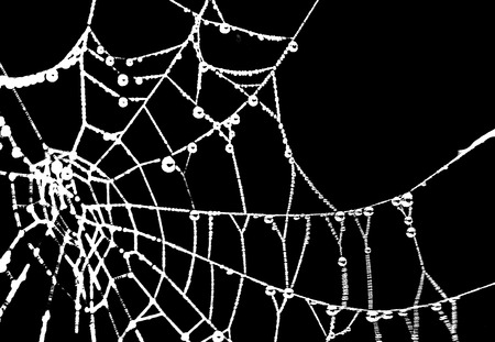 Spider web graphic silhouette over black background