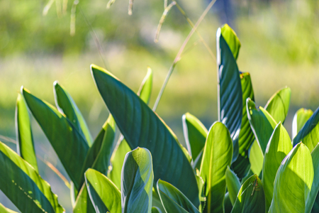 Close up view of green big plants over blur background