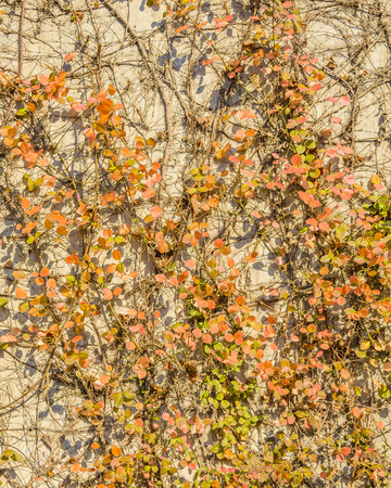 Small flowers and branches over concrete exterior wallのeditorial素材
