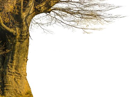Tree photo isolated in white background.の写真素材