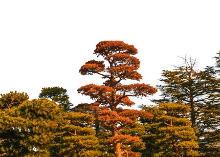 Forest photo isolated in white background.の写真素材