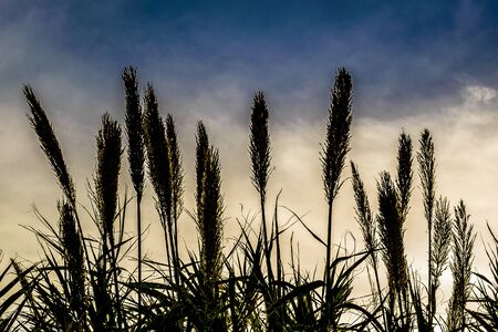 MONTEVIDEO, URUGUAY, MAY - 2019 - Low angle shot wheat spikes over sky backgroundの写真素材