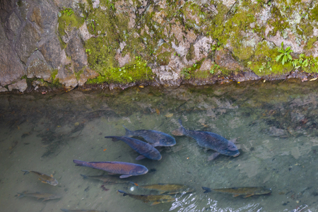 KYOTO, JAPAN, JANUARY - 2019 - Fishes at small canal at famous philosopher path, kyoto, japanのeditorial素材