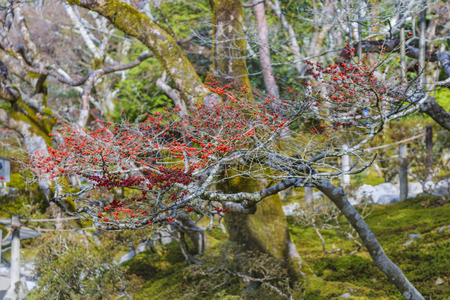 KYOTO, JAPAN, JANUARY - 2019 - Nature detail view at garden of famous ginkakuji zen temple at Kyoto city, japanのeditorial素材