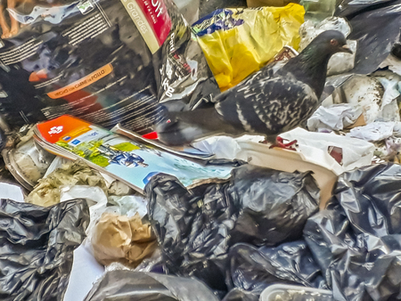 MONTEVIDEO, URUGUAY, MAY - 2019 - Trash thrown at street and seagulls searching for food urban scene.のeditorial素材