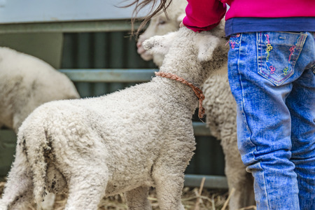 MONTEVIDEO, URUGUAY, SEPTEMBER - 2019 - Girl stroking baby sheep at traditional rural exhibition at prado neighborhood in montevideo city, uruguayのeditorial素材