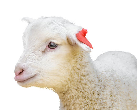 Cute white baby sheep portrait isolated on white background phototraditional rural exhibition at prado neighborhood in montevideo city, uruguayのeditorial素材