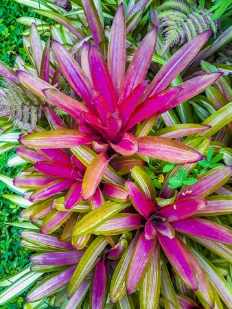 High angle shot colorful tropical plant background photoの写真素材