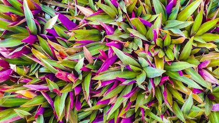 High angle shot colorful tropical plants background photo