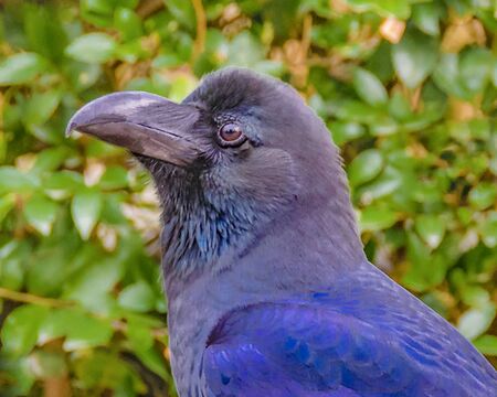 Exotic black bird standing at branch in ueno park, tokyo, japanの写真素材