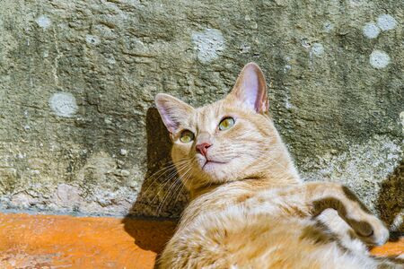 Yellow cay lying sunbathing at home yard