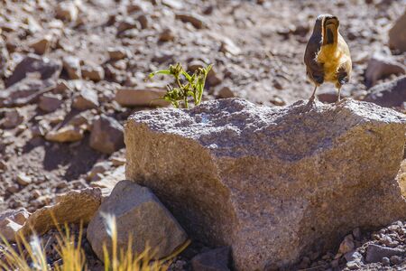 Small bird at rocky environment, mendoza province, argentinaの写真素材
