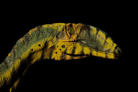 Side view dinosaur head isolated on black backgroundの写真素材