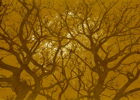 Low angle ombu tree graphic silhouette illustration backgroundの写真素材