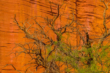 Day landscape scene at talampaya national park, la rioja province, argentina
