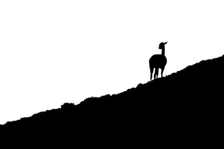 Vicuna at slop isolated on white graphic silhouetteの写真素材