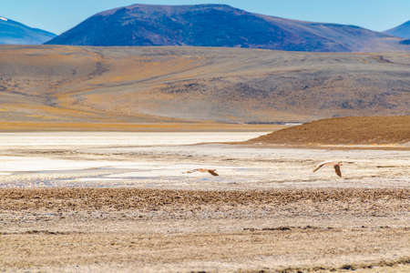 Beautiful puna andean landscape at brava lagoon reserve, la rioja province, argentina