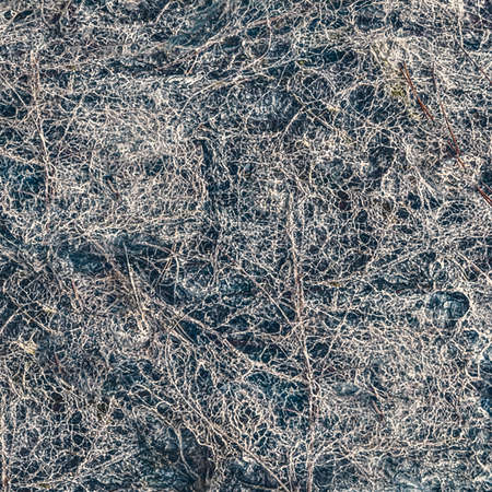 Abstract organic intricate texture background photoの写真素材