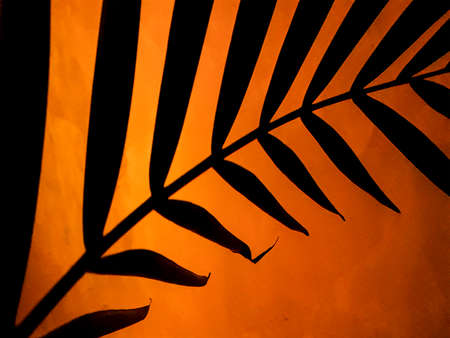 Black and orange colors plants leaves silhouette backgroundの写真素材