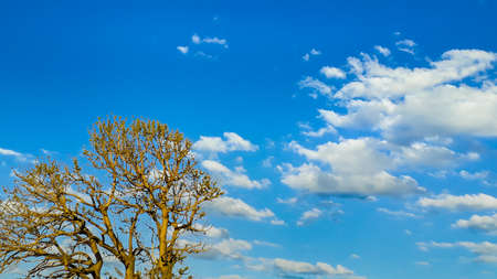 Sunny day scene leaveless tree and clouds backgroundの写真素材