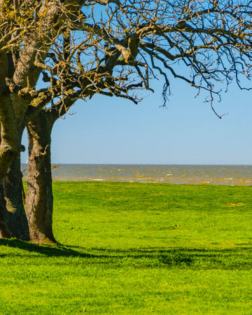 Leaveless trees at empty waterfront park, montevideo, uruguayの写真素材