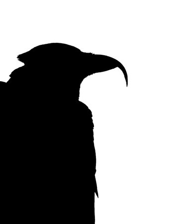 Black crow side view isolated graphic silhouetteの写真素材