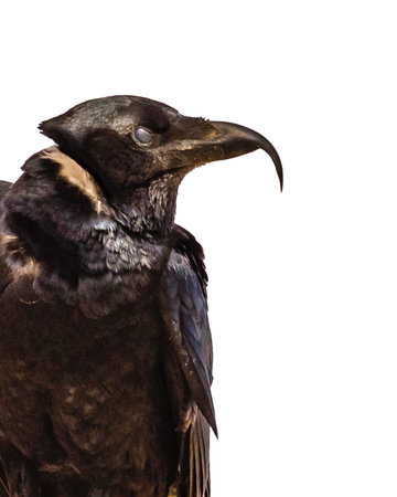 Black crow side view isolated photoの写真素材