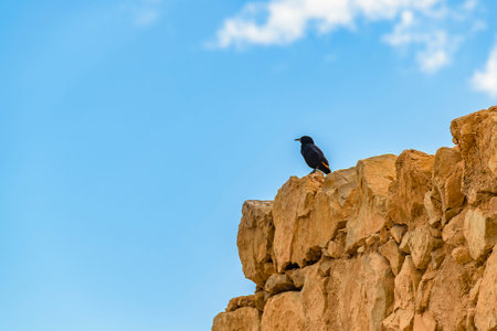 Black crow standing at top of rock, masada national park, israelの写真素材