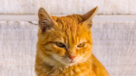 Orange kitten cat close up panoramic photo