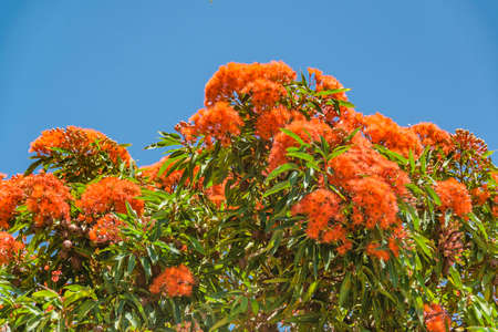 Low angle shot red flowers tree over blue skyの写真素材