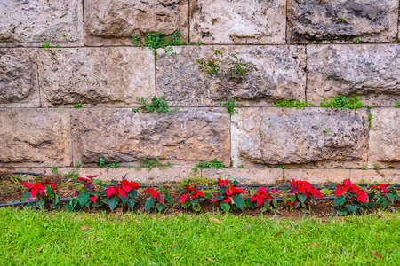 Exterior day scene red flowers over grassの写真素材