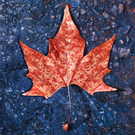 Beautiful top view red leave over wet ground background artistic photographyの写真素材