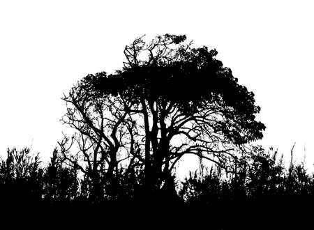 Black and white graphic silhouette bush landscape isolated in white background.の写真素材