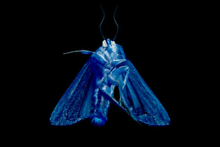 Top view shot ded mouth isolated on gray abstract backgroundの写真素材