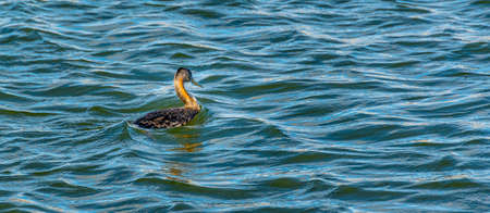 One duck swimming at river plate river, montevideo, uruguay