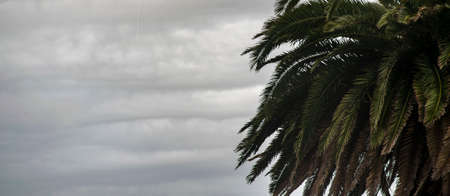 Palm tree over stormy cloudy sky backgroundの写真素材