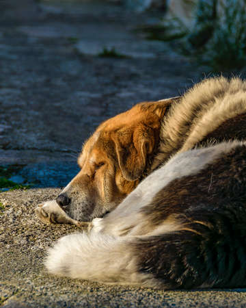 Adult dog sleeping over stone street, galaxidi, greeceの写真素材