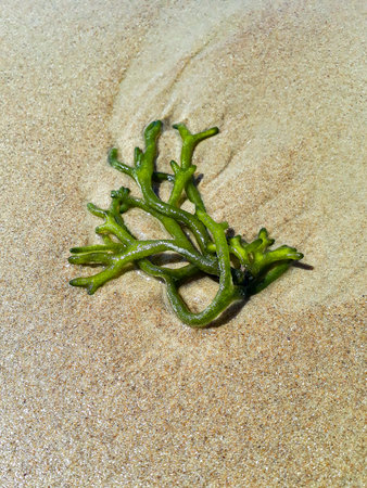 Top view algae at sand beach, punta del este, uruguayの写真素材