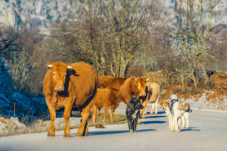 Bulls and dogs walking at highway, vikos aoos national park, greeceの写真素材