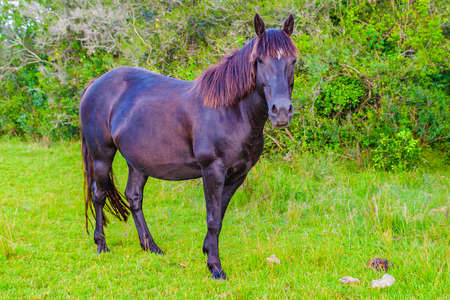 Black pregnant mare watching the camera at rural landscapeの写真素材