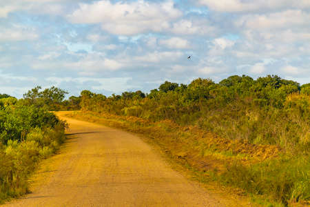 Dirt road at meadow countryside landscape environment, maldonado, uruguayの写真素材