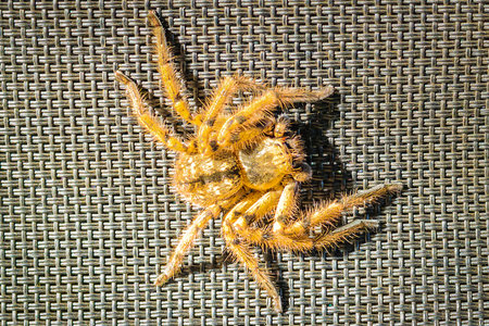 Top view shot big spider over patterned texture