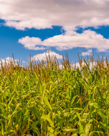 Corn plantation at countryside environment, maldonado, uruguay