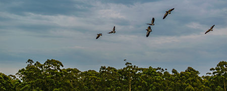 Low angle shot three birds flying over stormy cloudy skyの写真素材