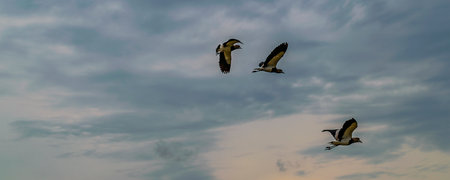 Low angle shot three birds flying over stormy cloudy skyの写真素材