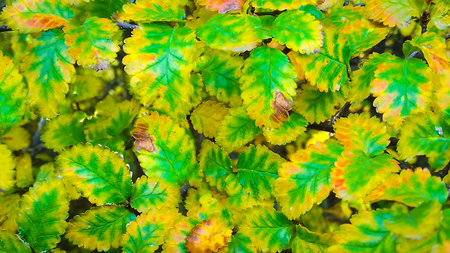 Top view panoramic wide shoy green and yellow colors plant at patagonia forest