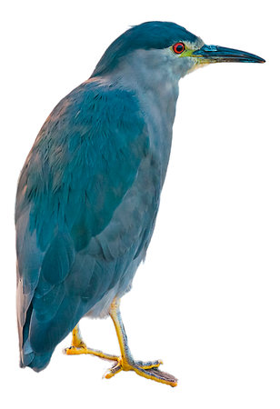 Side view isolated blue bird against white backgroundの写真素材