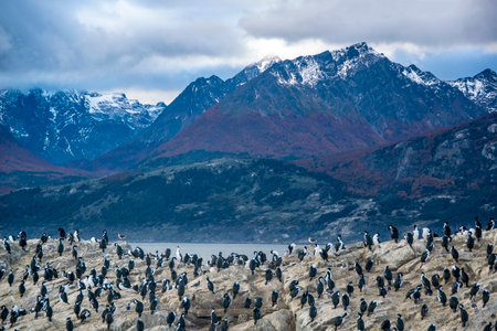 King cormorants colony resting at rocky island, beagle channel, ushuaia, tierra del fuego, argentinaの写真素材