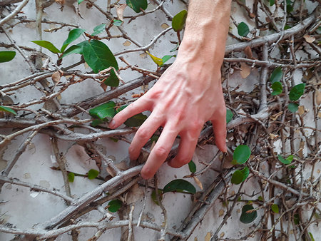 Slim man hand holding trunk of climbing plant at wallの写真素材