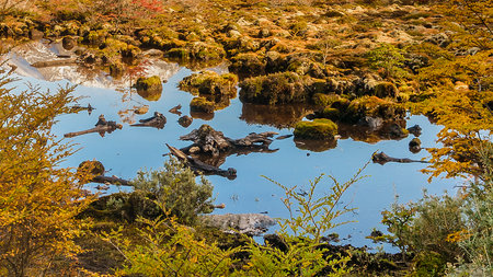 Small stream at Patagonia forest, Cerro Alarken, Tierra del Fuego province, Ushuaia, Argentina